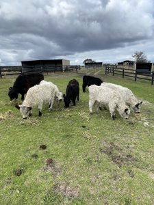 Miniature Galloways 3