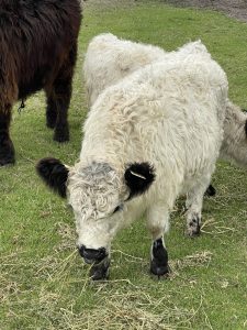Miniature Galloway 4