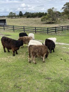 Miniature Galloway 5