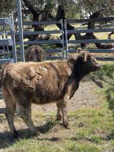 Miniature Galloway 1
